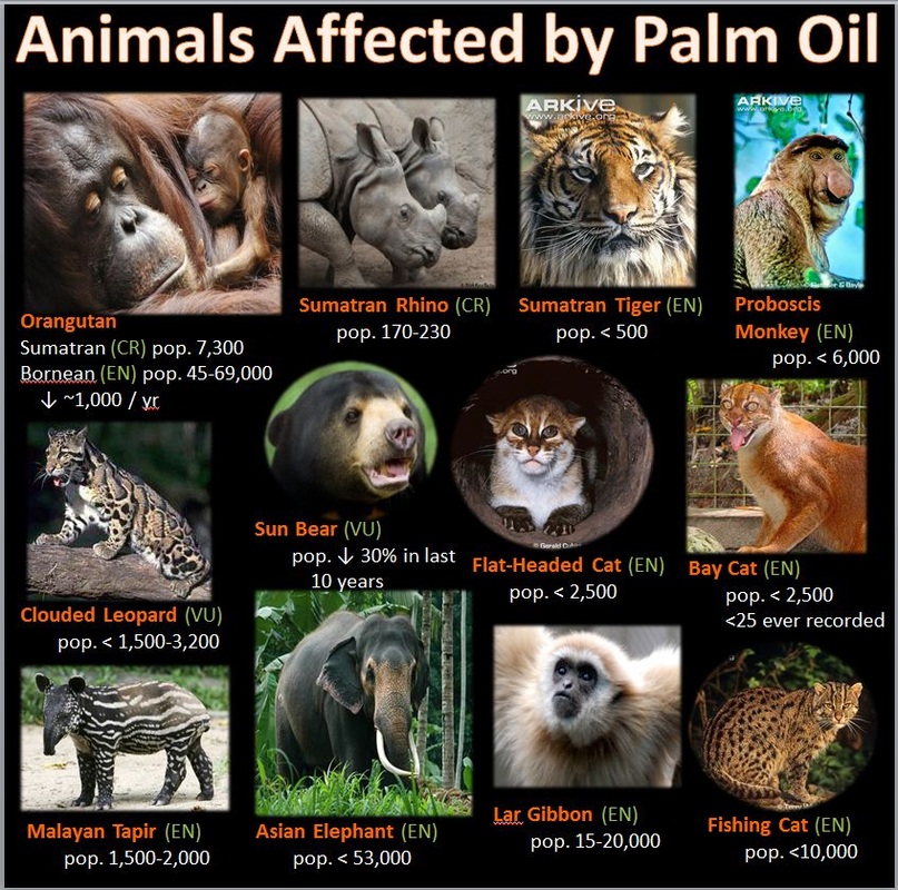 deforestation animals affected